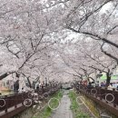 GS25(진해군항점) | 26년 평일에 다녀온 진해 군항 여좌천 벚꽃길 후기