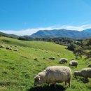 원영목장 이미지