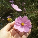 코스모스PC 이미지