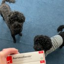 인천주안동물약국 이미지