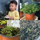 백리향 | 백리향 키우기 실패 후기｜가지치기 한 번에 죽어버린 이유