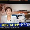 "조류인플루엔자(AI)" 전라북도 부안 고병원성 확진... 이미지