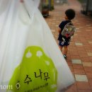 국수나무 장기점 이미지