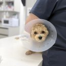 보람동물병원 | 일산 동물병원 중산동 하얀마음동물병원 후기