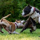 장현동물병원 이미지