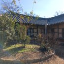 금강교회.복거마을 | 보령 신경섭가옥 은행나무,청라은행마을,아산 곡교천은행나무(2025년11월14일)