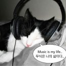 미세스도나 이미지