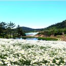 장산도 Daum카페