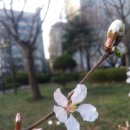 올레향 이미지