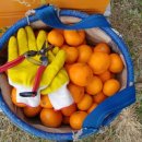 귤꽃스테이 이미지