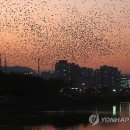 500가구 전기 자급…국내 최대 태양광발전 마을 울산에 조성, 자부담 소액 참여율 높아, 2~3KW 발전 낮에 한전 보낸 만큼 공짜 전기 사용,월간 3만원 절감효과 이미지