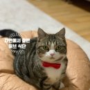캣앤뷰티 이미지