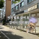신호동물병원 | [강아지 안과] 자기 발로 긁어서 생긴 강아지 각막궤양 증상과 치료기간 (분당밝은아이동물병원 후기)