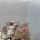 선셋 햄스터리 이미지