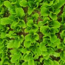 석수농장 이미지