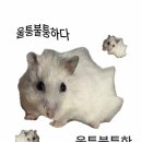 스노우의원 네이버블로그