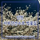 인천광역시 계양경기장 계양체육관주경기장 | 인천) 서부간선수로 ⎮ 계양구 계양체육관 앞 벚꽃길 벚꽃명소 벚꽃 개화 상황