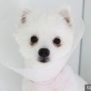 타잔동물병원 이미지