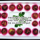 김춘자농장 Daum카페