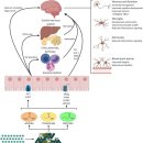 Re: The Role of Short-Chain Fatty Acids From Gut Microbiota in Gut-Brain Co 이미지