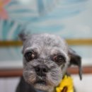 단비펫살롱 이미지