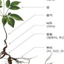 백세산삼