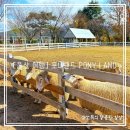 포니랜드 | 아이와 함께한 언양 포니랜드 방문 후기 🐴 🐎
