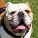 불독(bulldog) 이미지