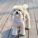 새침하개멍 | 강아지 하네스 추천 멍템 앞섬방지 앞고리 팔레트 하네스 편하고 예쁜 산책템