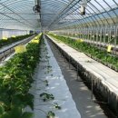 바람개비 딸기학교 이미지