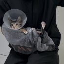 고양이 미용실 안냥 이미지