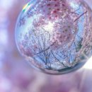 꽃의계절 이미지