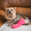 진접동물병원 이미지