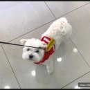 청계종합동물병원 네이버블로그