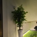 토미하우스 이미지