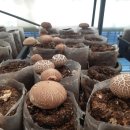 장연농장 이미지