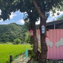 대동강초계탕 이미지