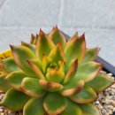 골드크레마 이미지