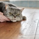 올케어 동물의료센터 이미지