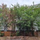 중앙로 느티나무길 이미지