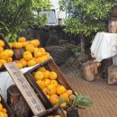 추사로 | 제주도 놀거리 추천 어린왕자감귤밭 내돈내산 후기🍊 동물 먹이주기 체험 가능한 이색 카페