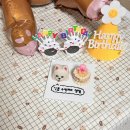 피피브레드 | 동탄 영천동 피피브레드 강아지 커스텀 두입 케이크 주문 제작