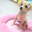 더 스마일독 이미지