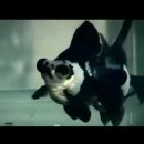 금붕농장 이미지