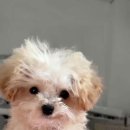 인천24시유앤미동물병원 이미지