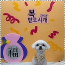 신정애견미용 이미지