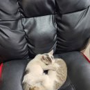 대성카포스 이미지