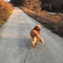 #곤지암애견학교 #스카이피아 #주식회사동물사랑 믿음가는 곳
