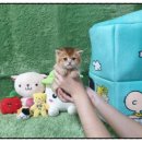 광주강아지분양 고양이분양 펫왕국 이미지