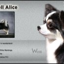 윈터펠 치와와 이미지